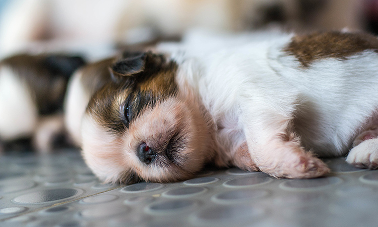 是非子犬の頃からご利用ください